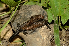 David Plant Photography - Wildlife Photography - Common lizard - A